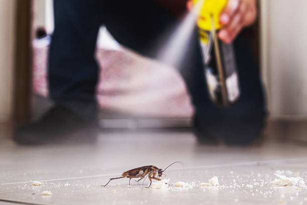 Best Spider Control Near Me  in Tifton, GA